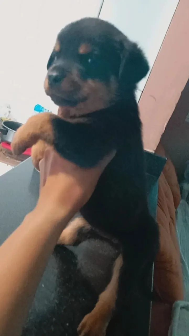 Filhote de Rottweiler para adoção