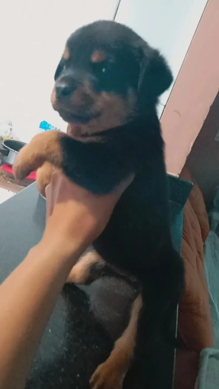 Filhote de Rottweiler para adoção