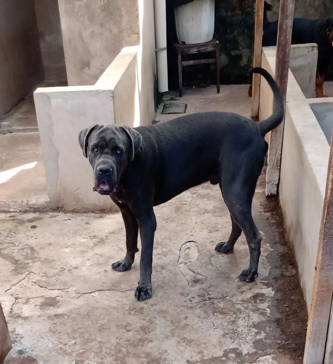 Vendo cane corso  - Foto 2