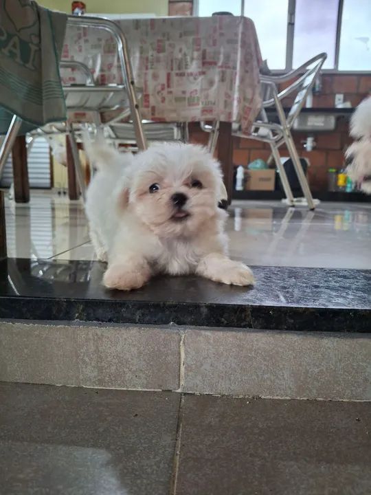 Vendofilhotes de Maltês