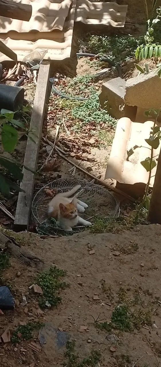 Filhote de gato  - Foto 4