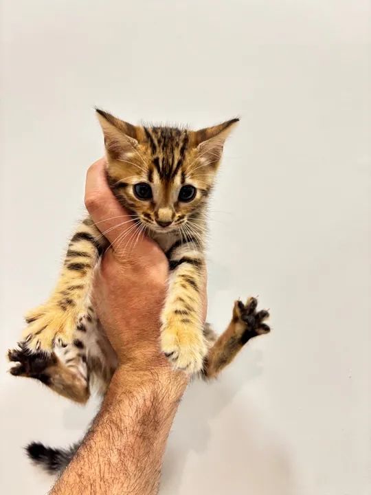 Gatinho Bengal entrega grátis  - Foto 4