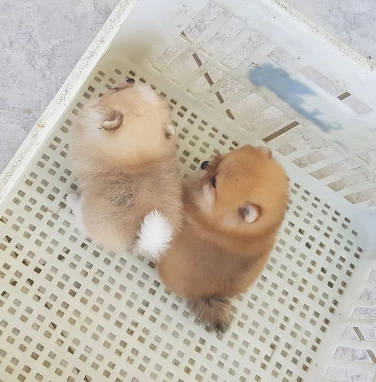 Lulu da pomerania (Spitz )