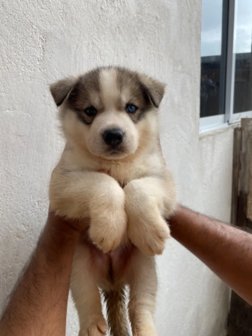 Filhote de Husky Siberiano