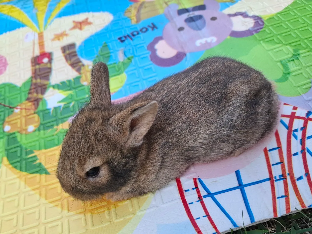 Coelhinho bebê para adoção
