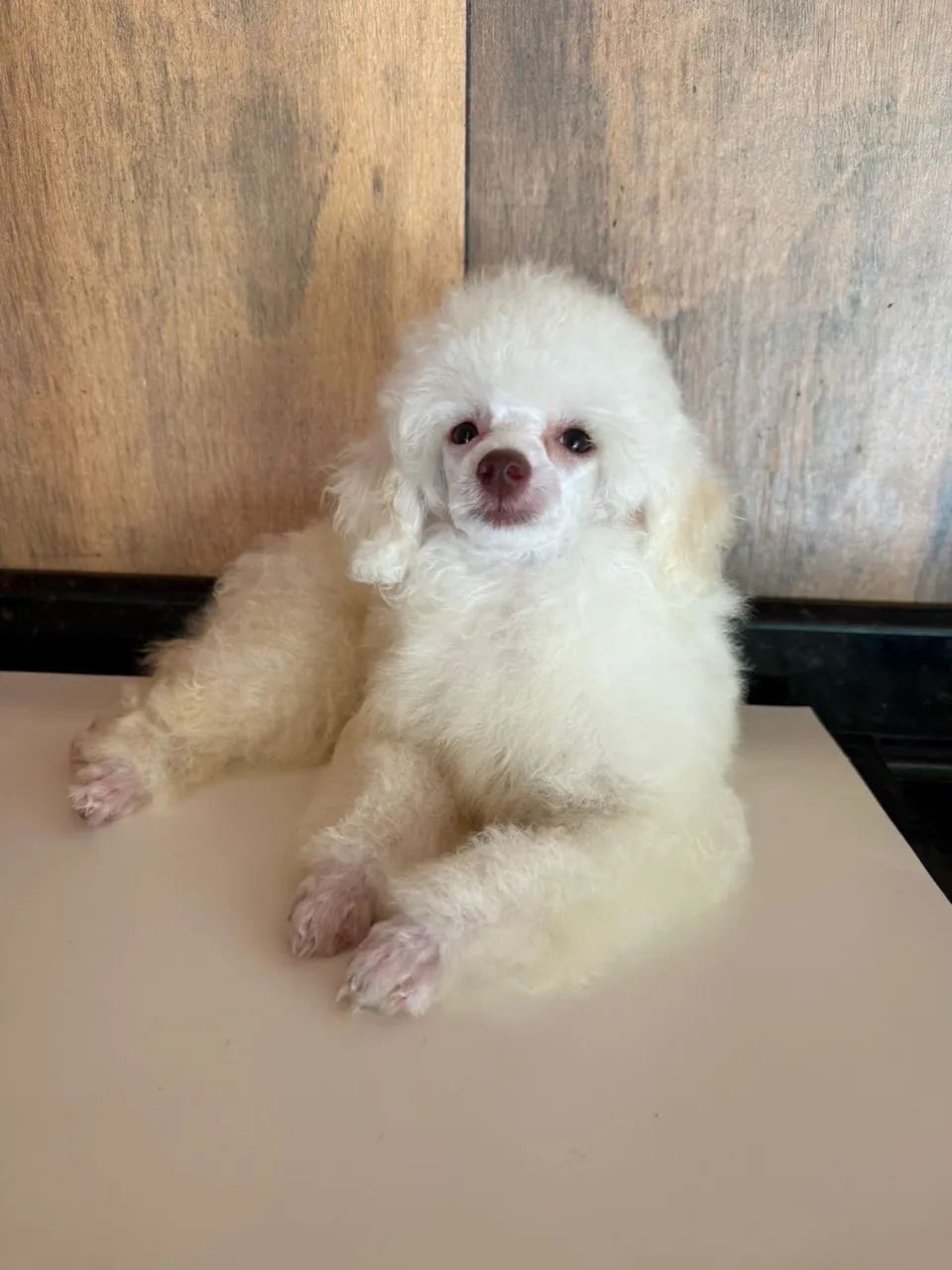 poodle  - Foto 4