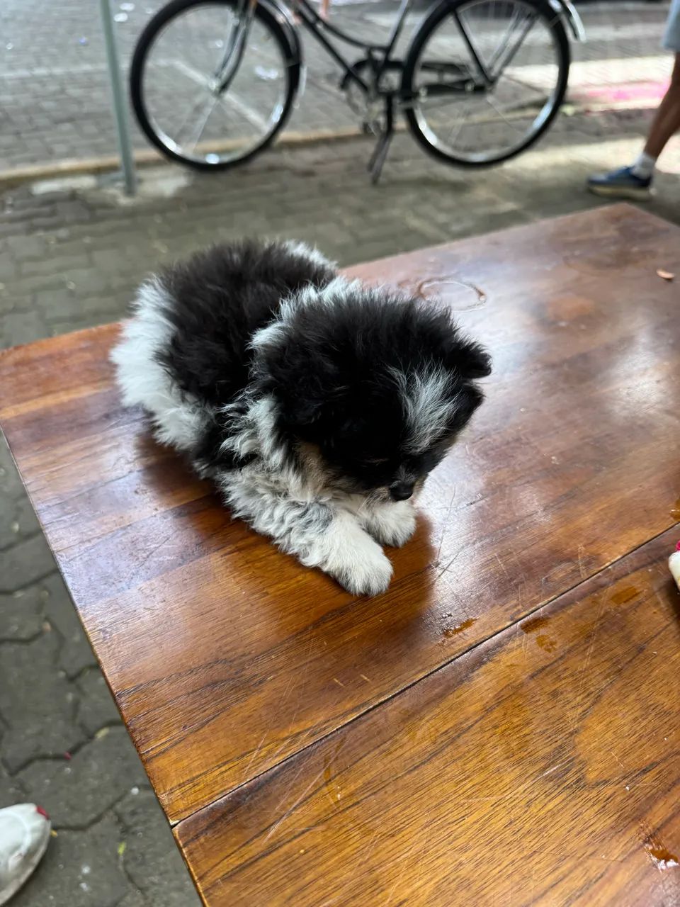 Spitz alemão  - Foto 3
