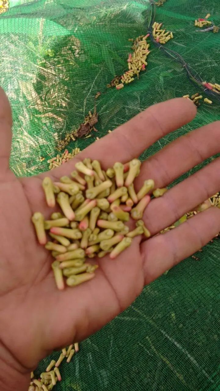 Fazenda Produtiva de Cravo da India - Foto 3