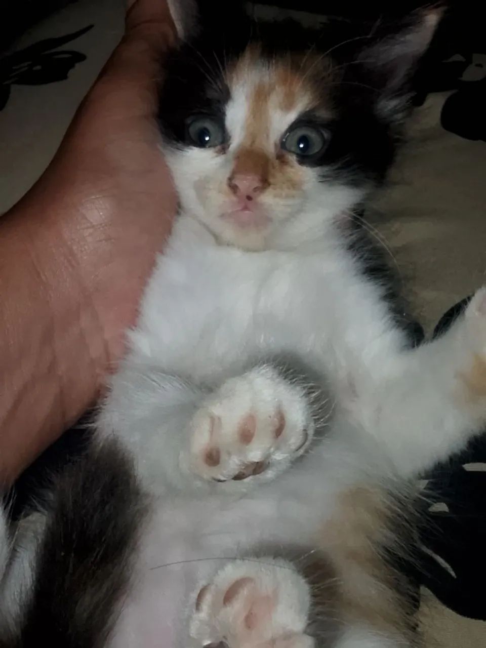 Doação de gatinha  - Foto 5