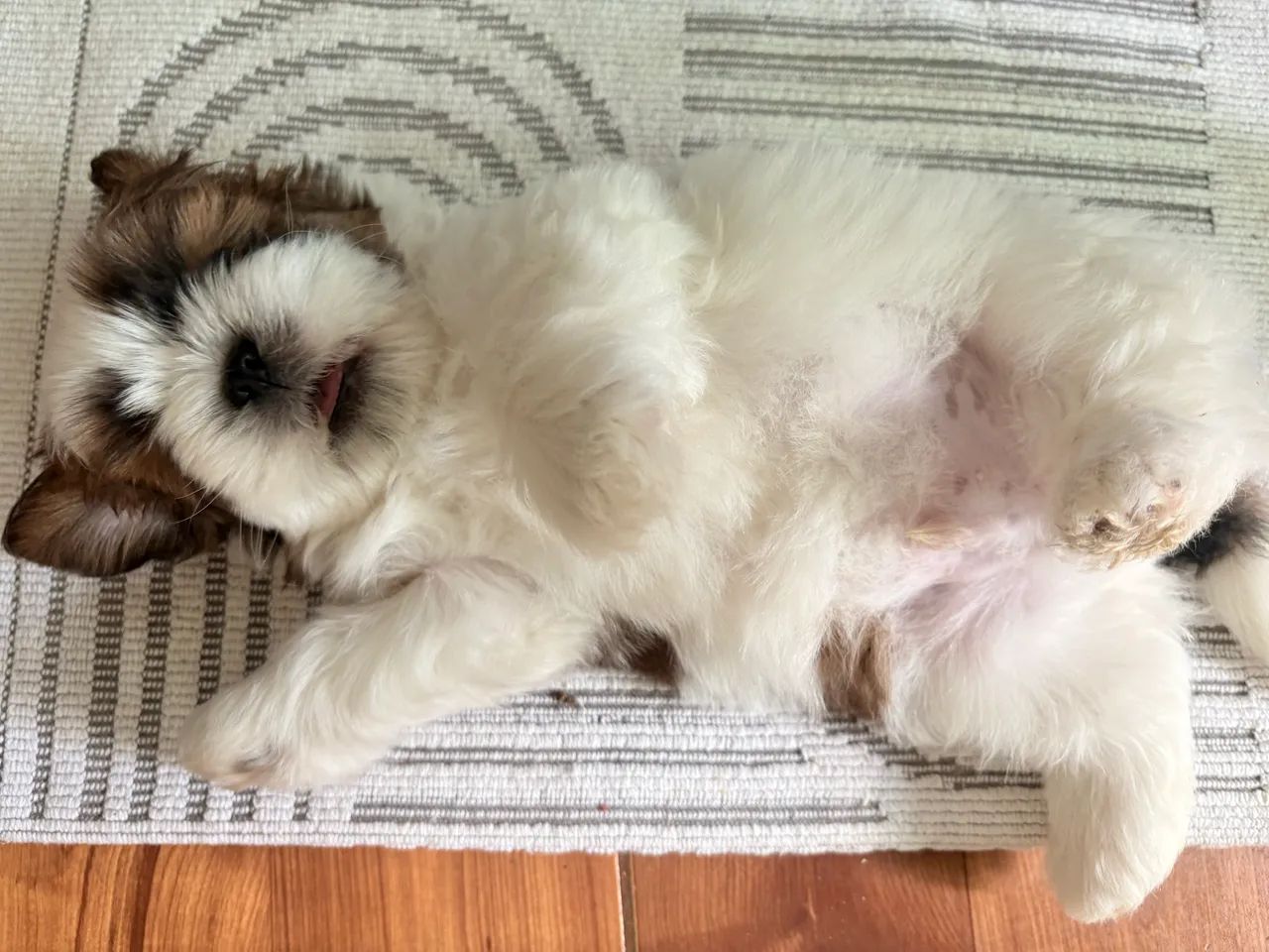Filhote de Shihtzu macho  - Foto 2