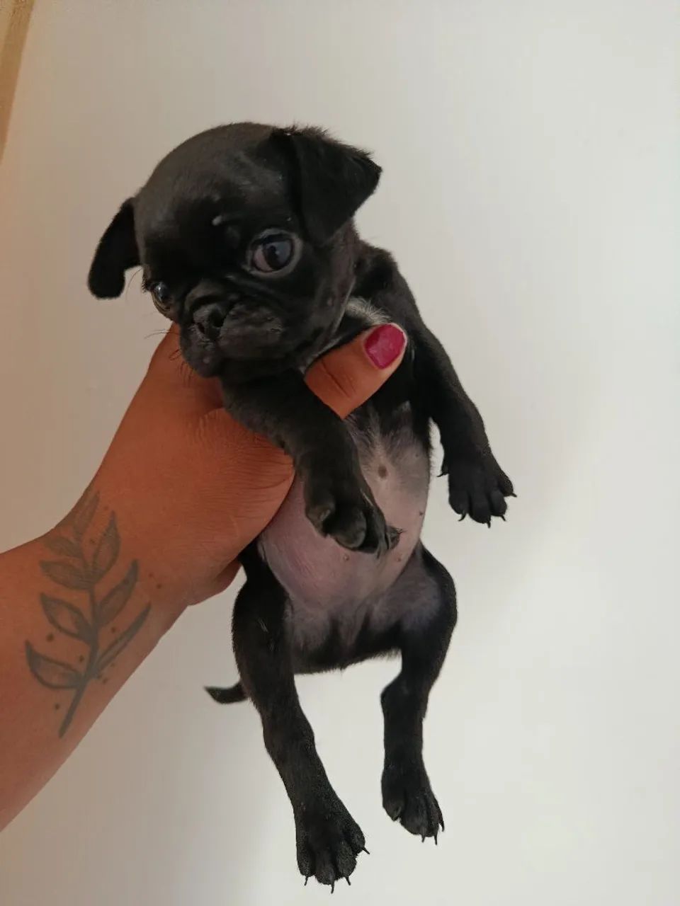 Pug filhote  - Foto 3