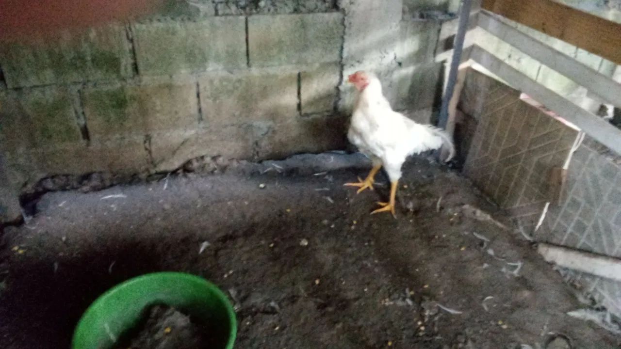 Animais de estimação 