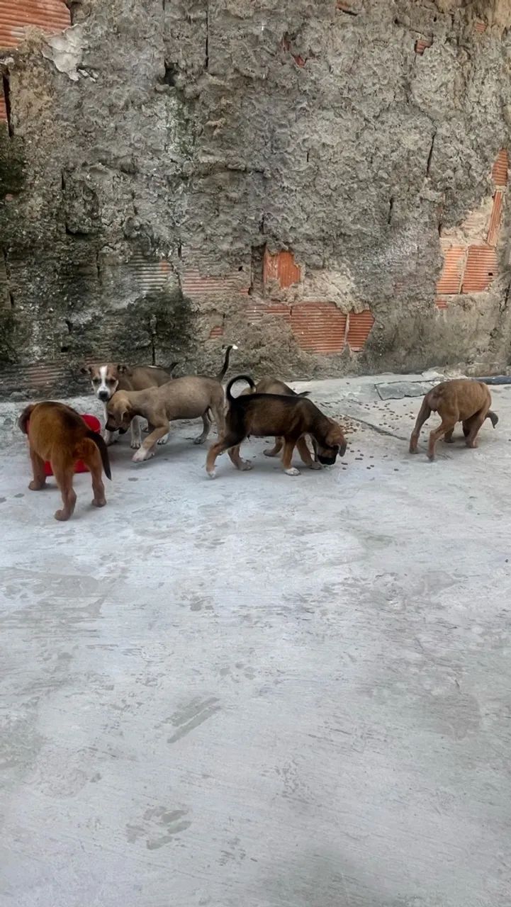 filhotes de cachorro 