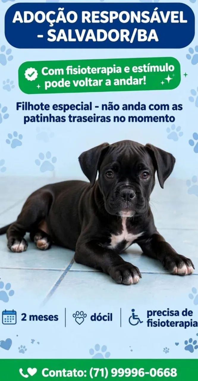 Adoção responsável 