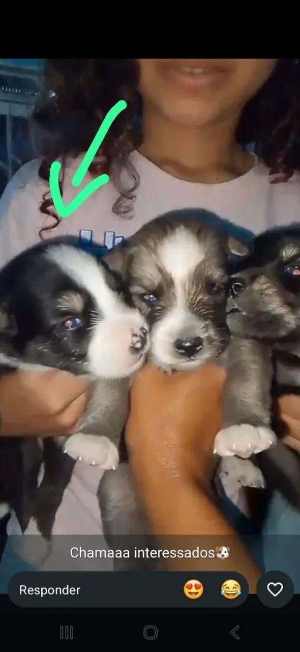 Husky siberiano - Foto 3