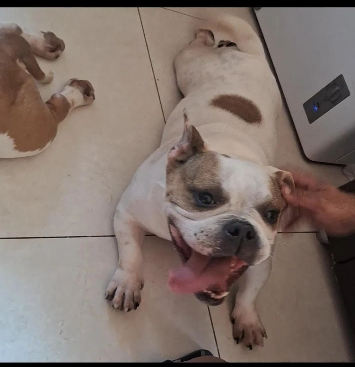 Vendo casal de American Bully micro  - Foto 5