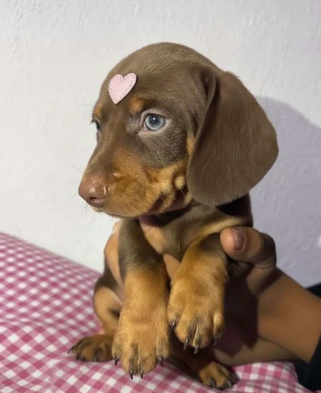 Filhote de Basset Dachshund Chocolate Femea