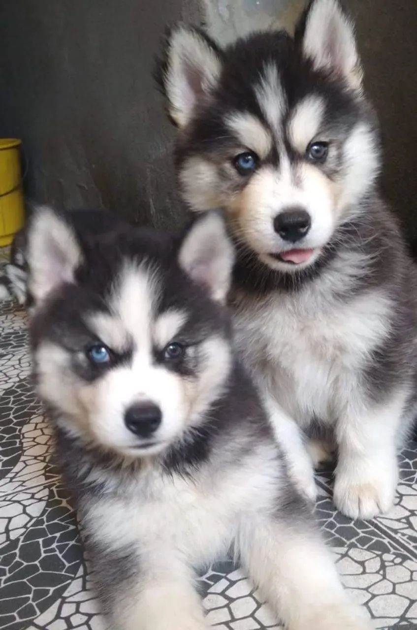 Husky Siberiano lindos