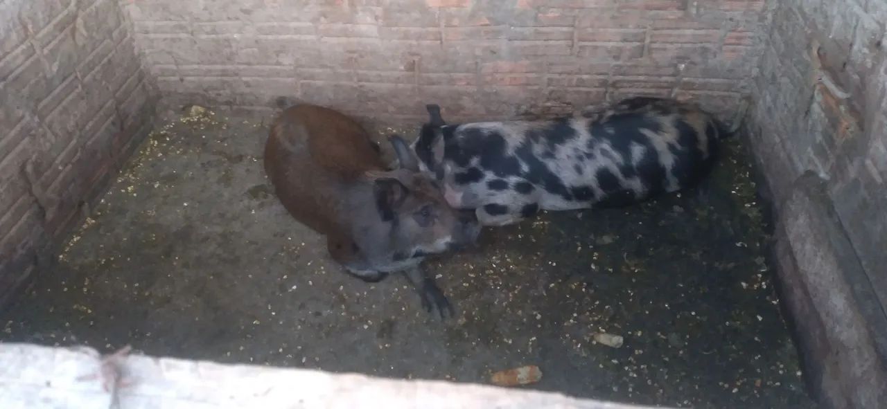 Chacara  - Foto 5