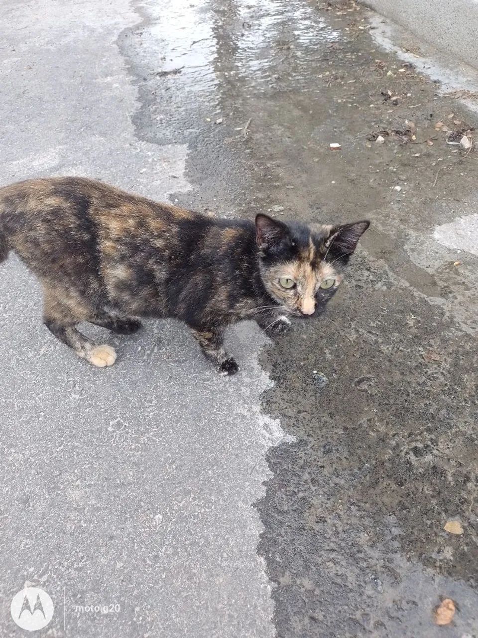 Gata pra adoção responsável  - Foto 2