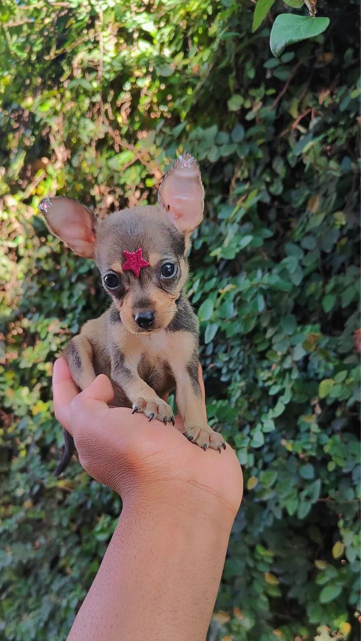 Pinsher com 54 dias vacinada 
