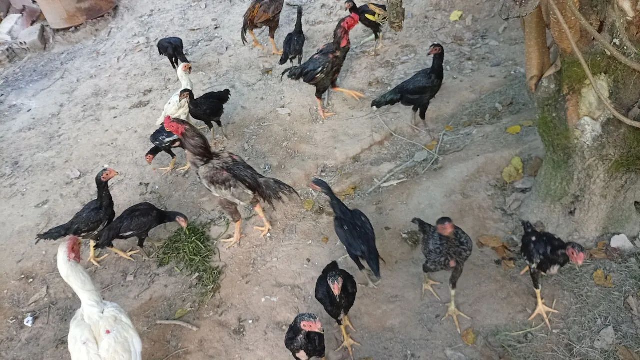 Vende galinhas do bico curto e misturado.50 reais  unidade  um pelos outros ...grande ou p