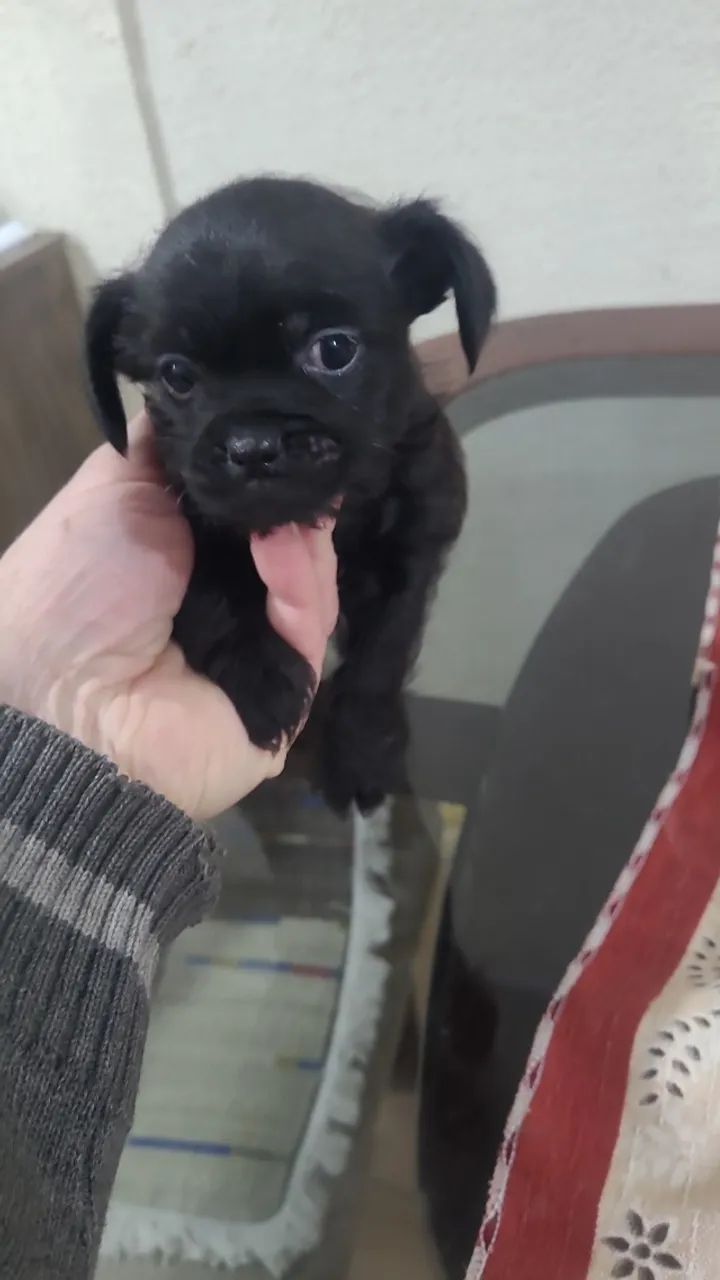 Cachorro - Foto 2