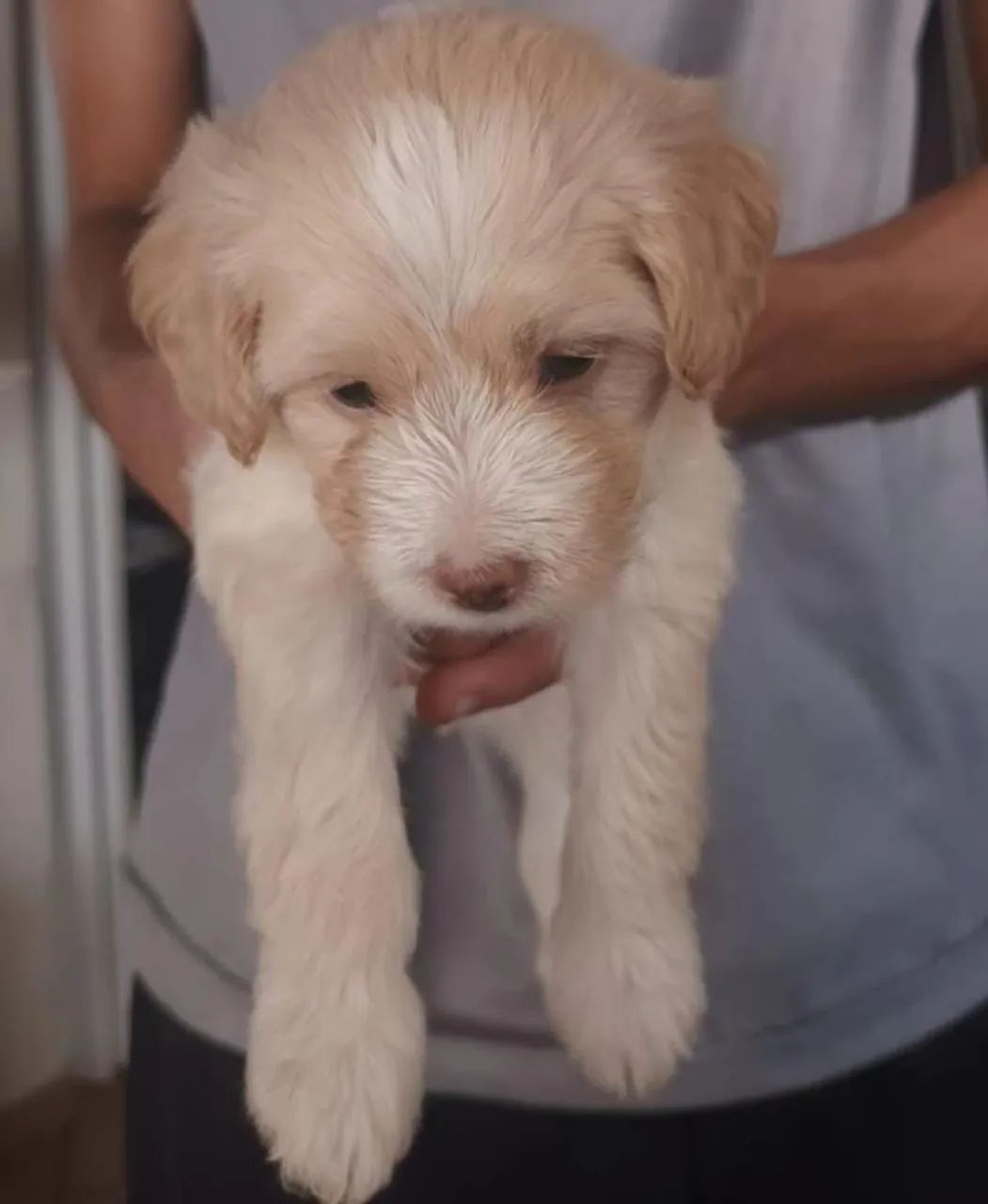 Filhotes e cachorro - Foto 2