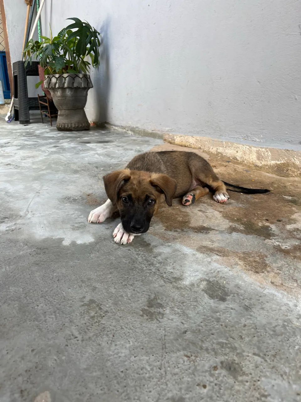 Cachorro  - Foto 2