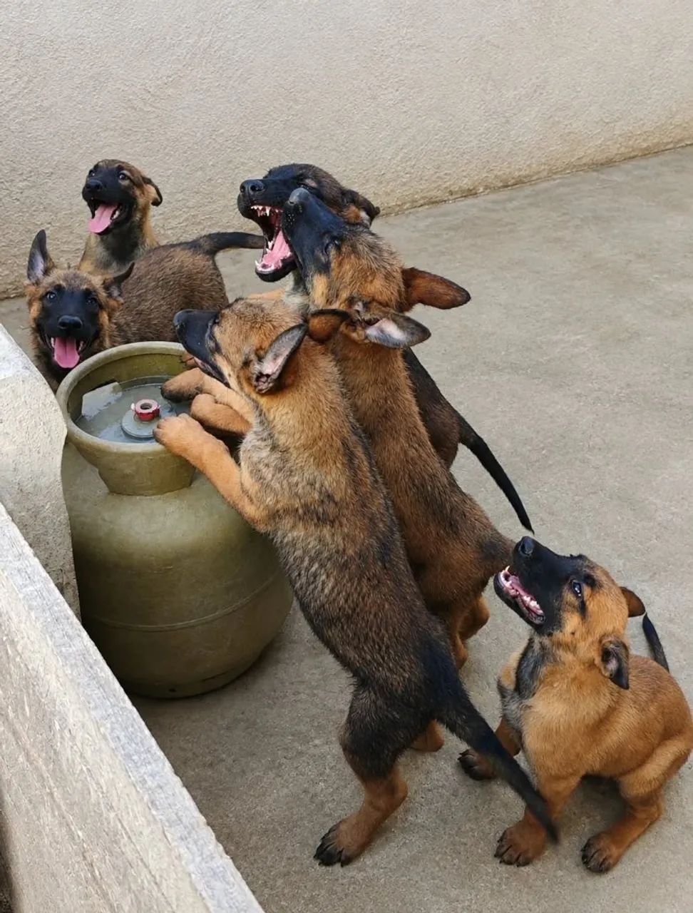 Pastor Belga Malinois - Foto 5