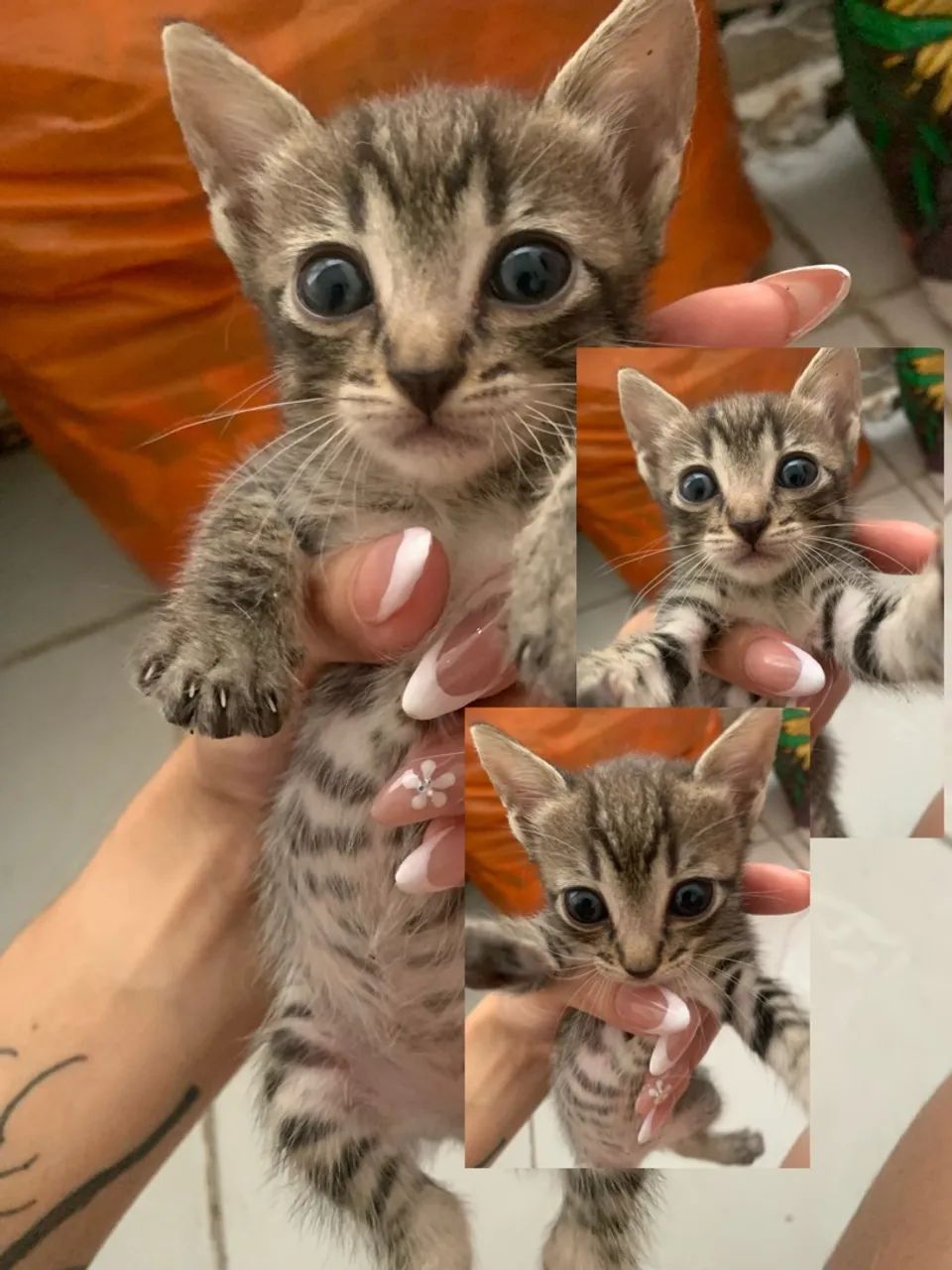 GATINHAS PARA ADOÇÃO  - Foto 2