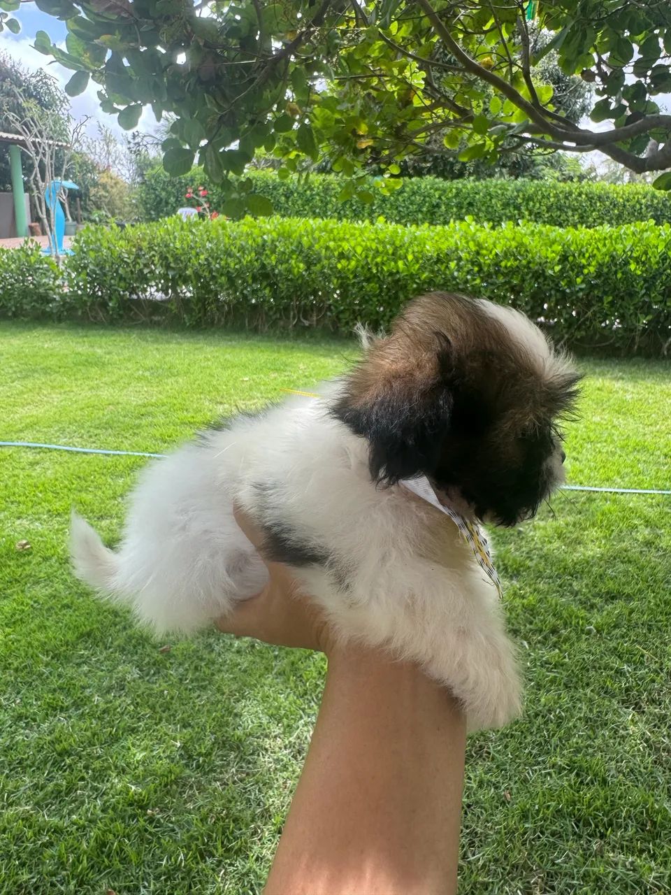Lhasa Apso - Foto 2