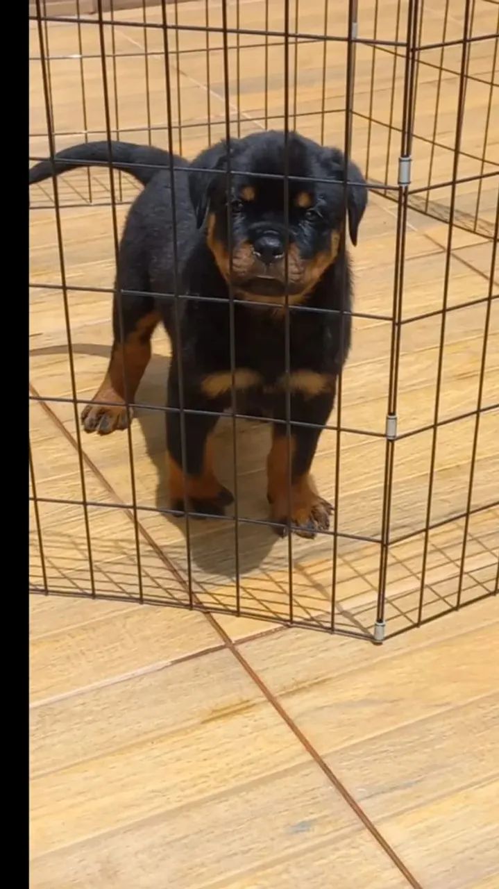 Filhotes com Pedigree A Venda - Foto 3