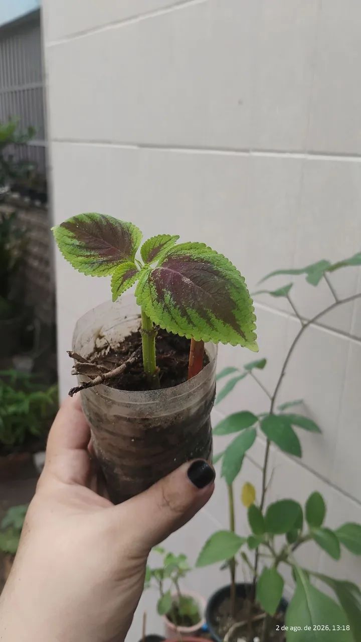 Muda de Coleus (coração magoado)