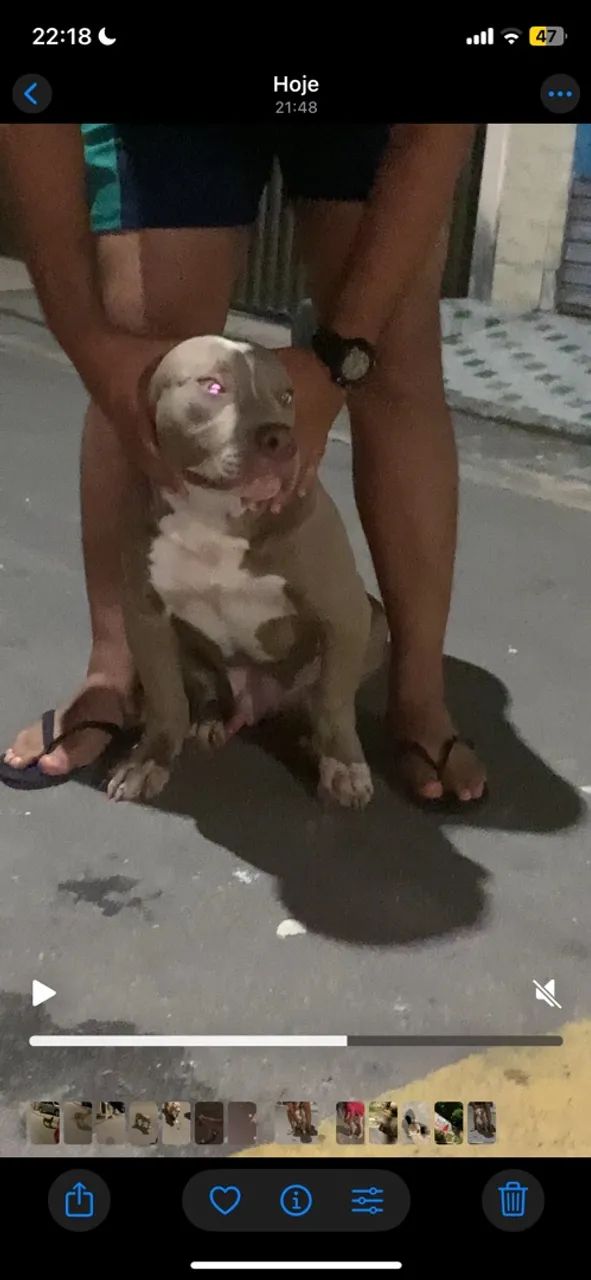 Filhote de pit monster de 6 meses - Foto 4