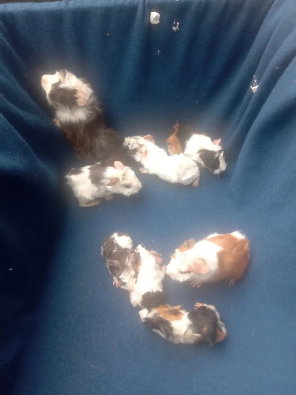 PORQUINHOS DA ÍNDIA  - Foto 3