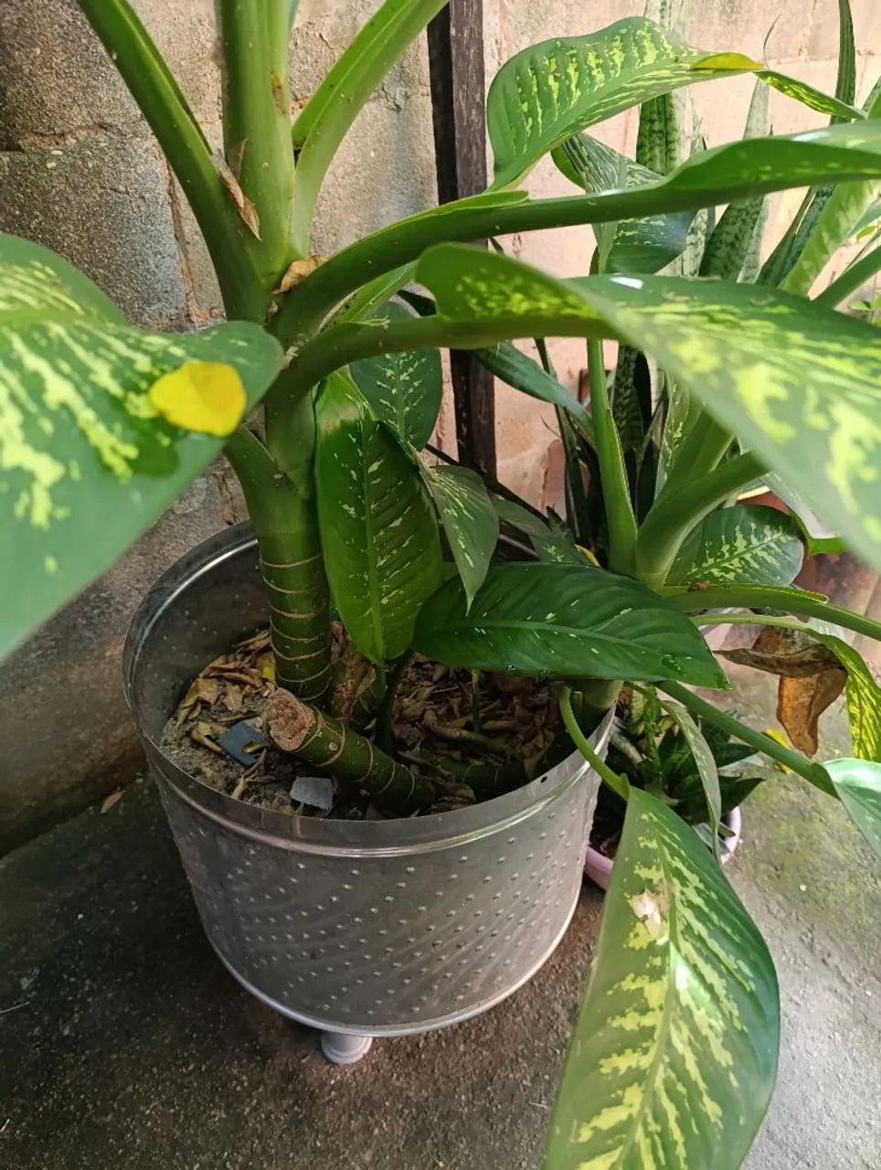 Planta - Foto 2