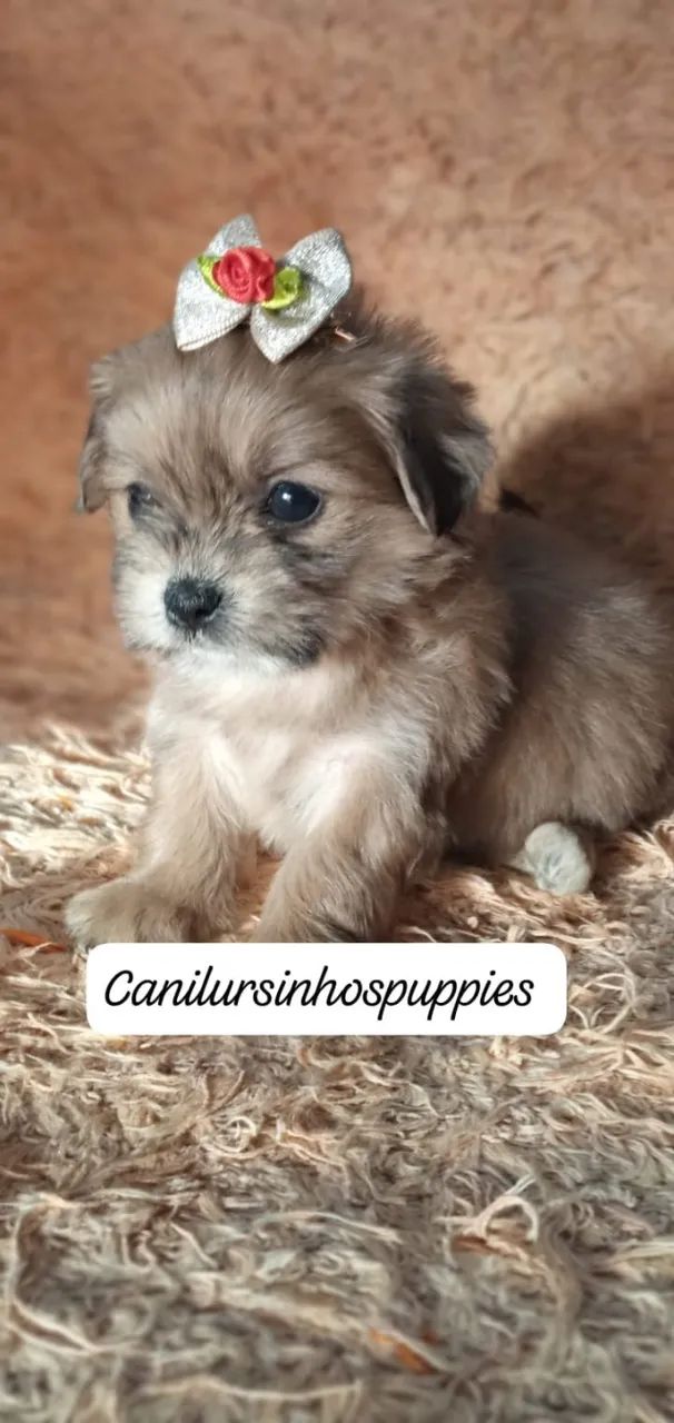 lhasa apso confiança credibilidade unica  - Foto 3