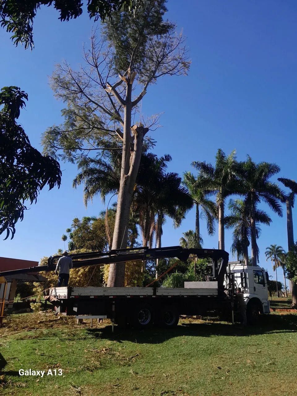 Podas e corte de árvores em geral  - Foto 3