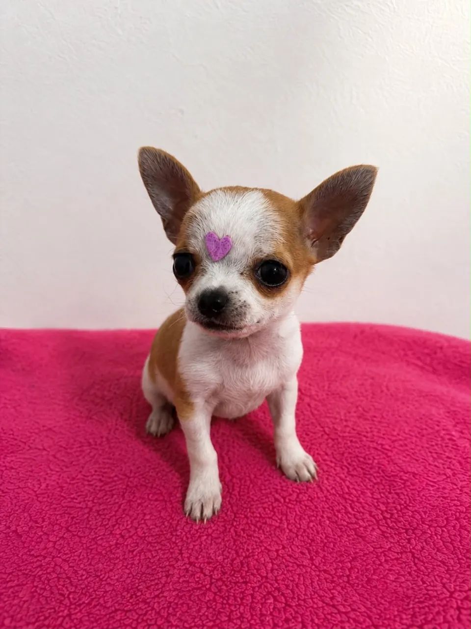 chihuahua  - Foto 2