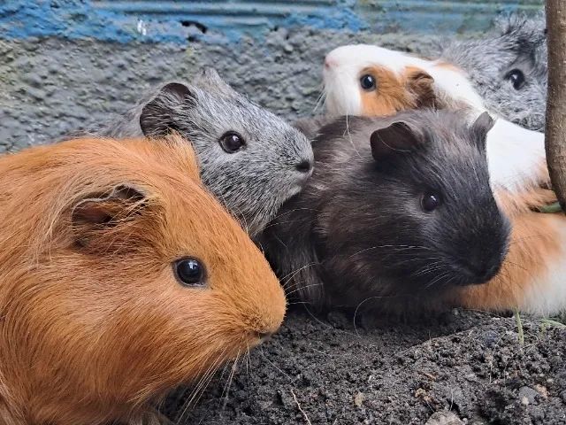 Porquinhos da Índia  - Foto 5