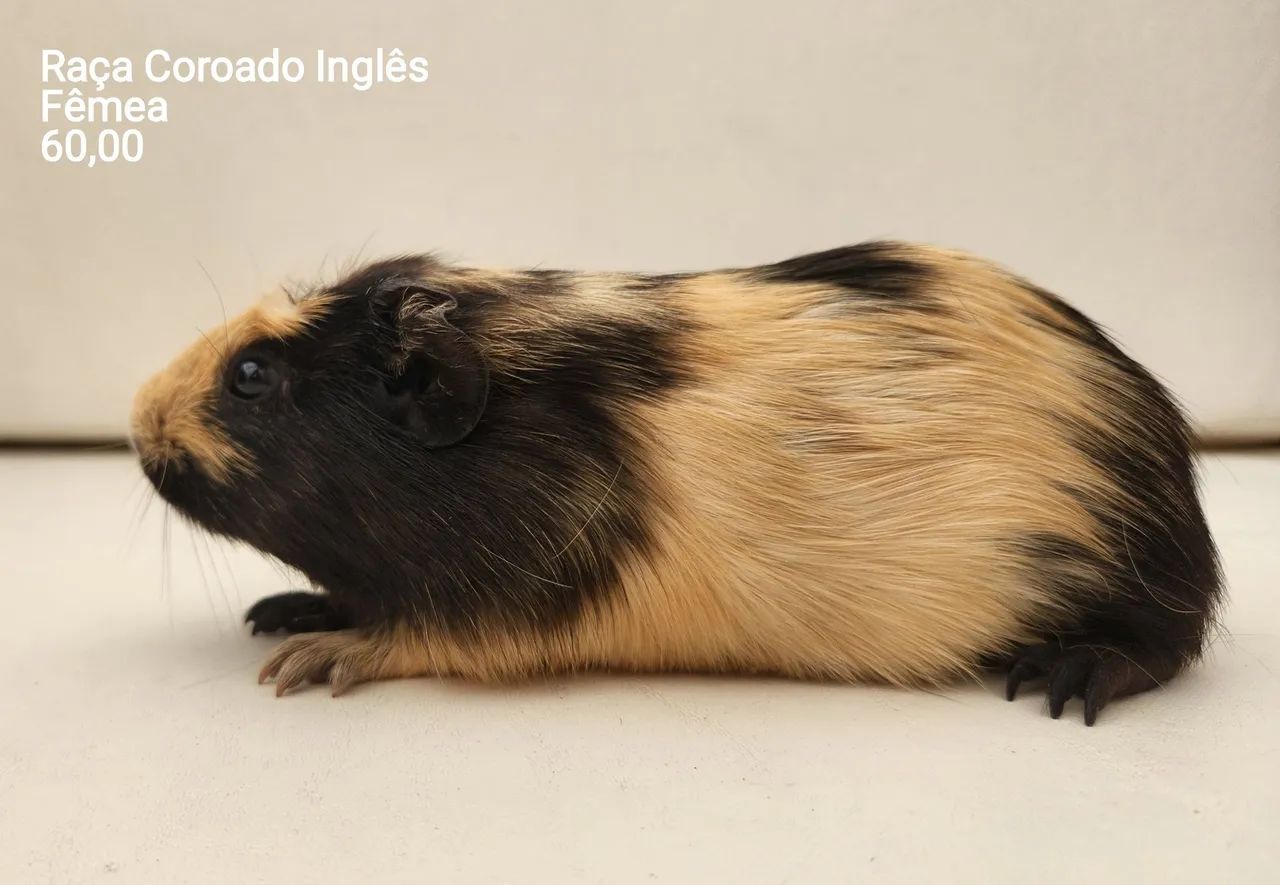 Porquinho da índia  - Foto 4