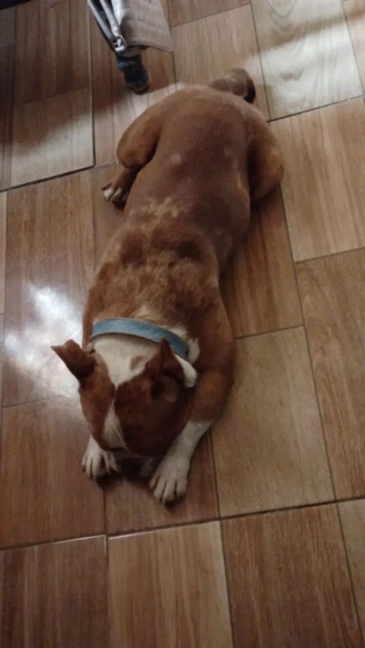 Estou doando american bully micro macho merlin com 1 ano  - Foto 4