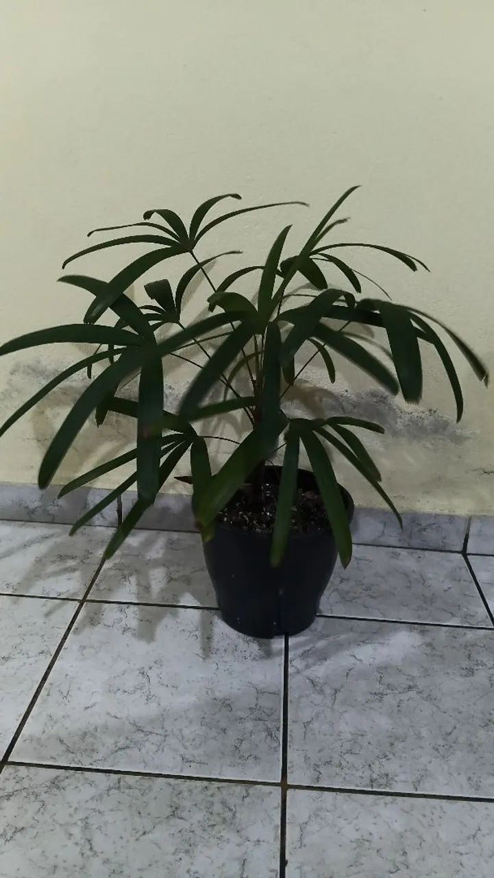 Plantas de vasos