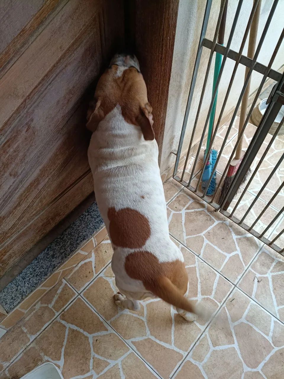 American Bully macho - Foto 2