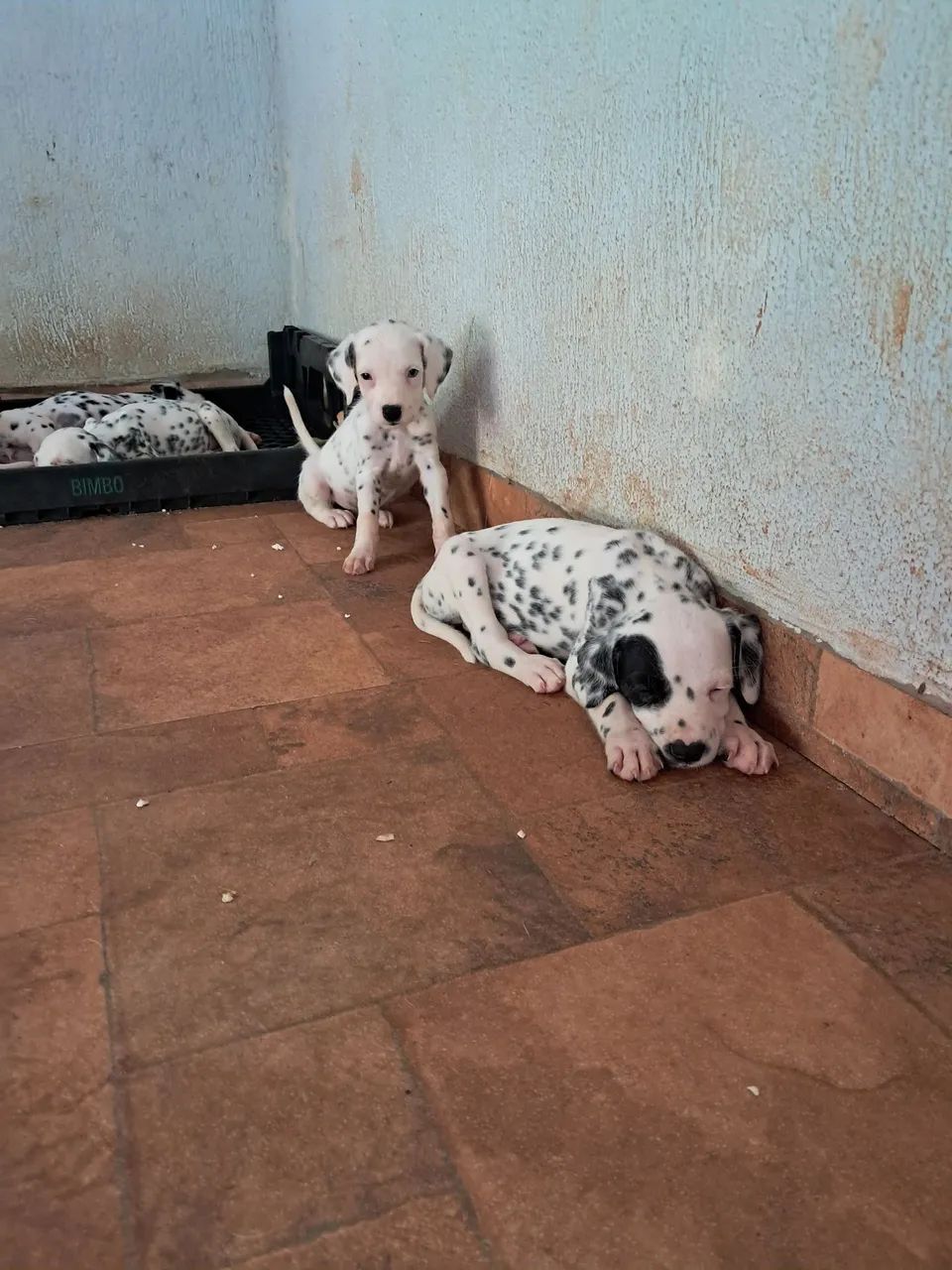 dálmata  - Foto 4
