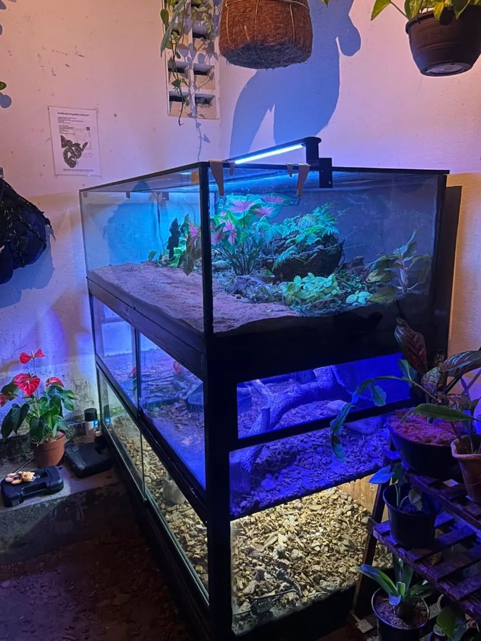 Terrario - Foto 2