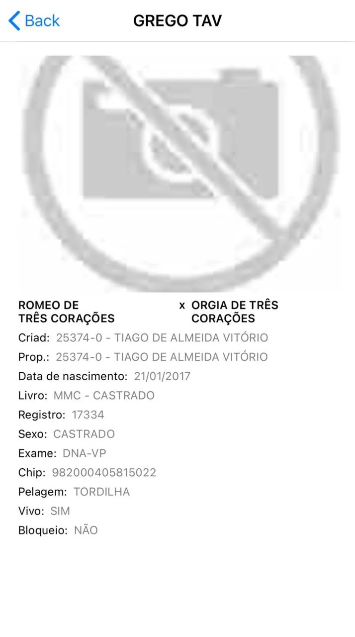 Cavalo manga larga  - Foto 4