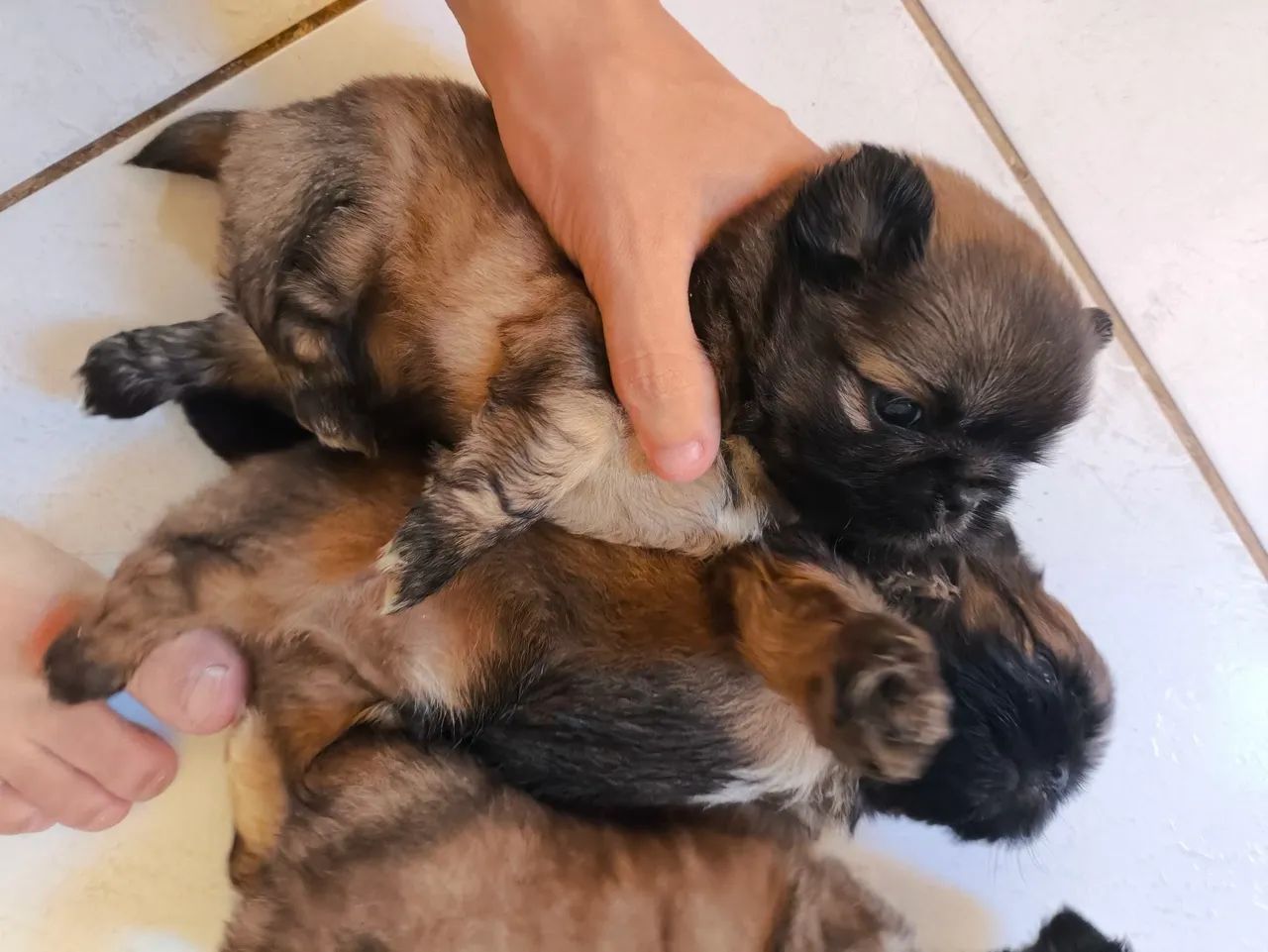 Shih tzus  - Foto 5