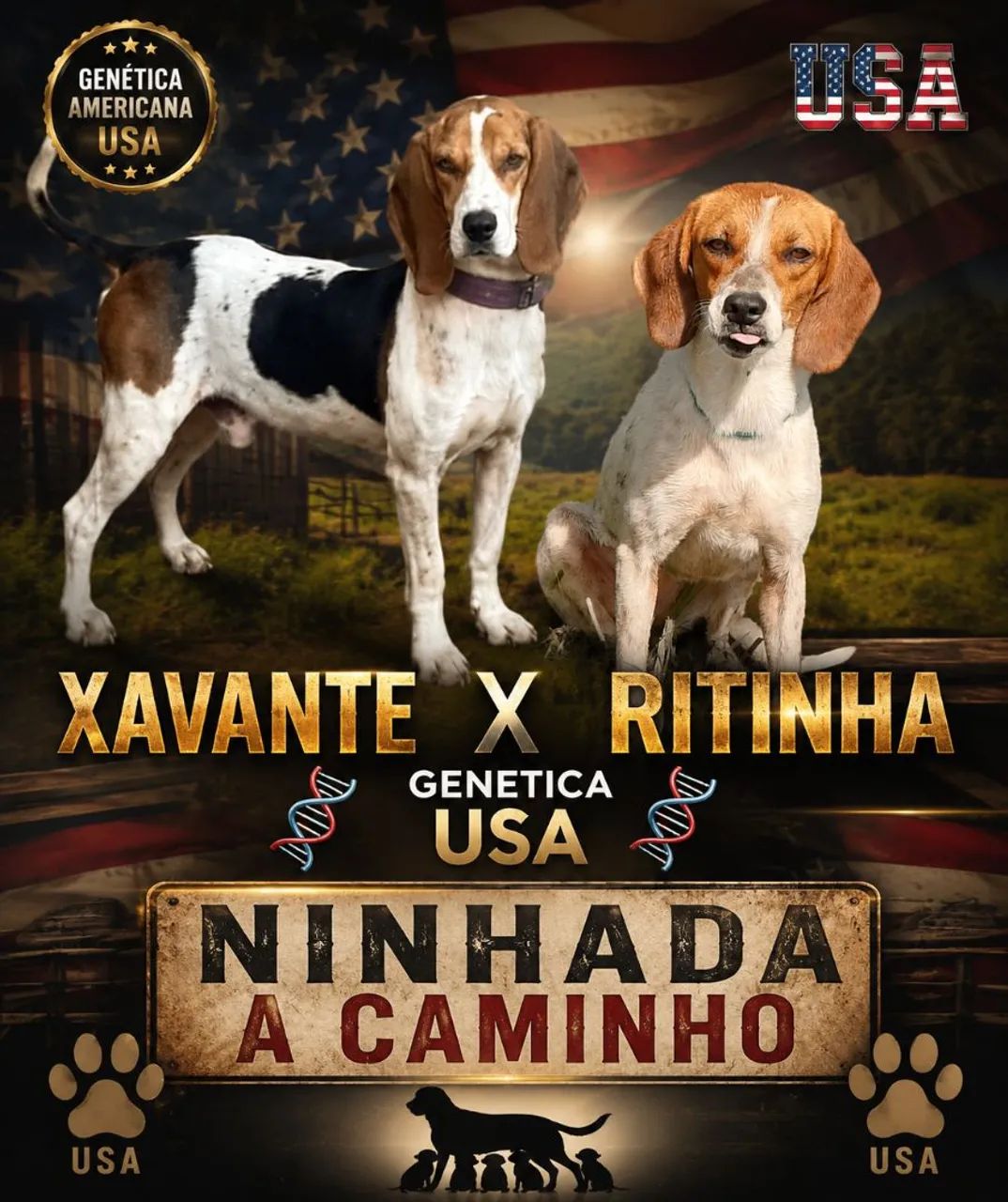 Filhote americano
